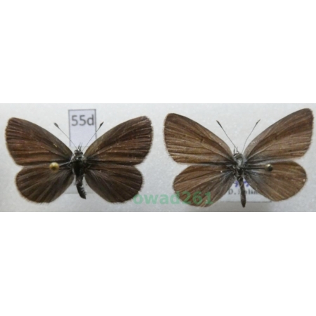 Cupido minimus (Fuessly, 1775) pair Czech55d